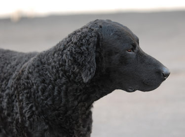 Curly-Coated Retriever 