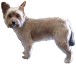 brown terrier mix