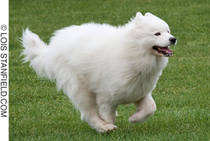 photo of a Sammy running, Copyright by Lois Stanfield