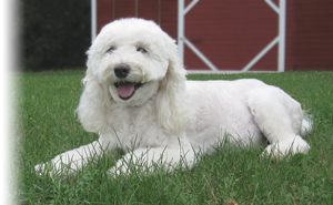 happy Labradoodle